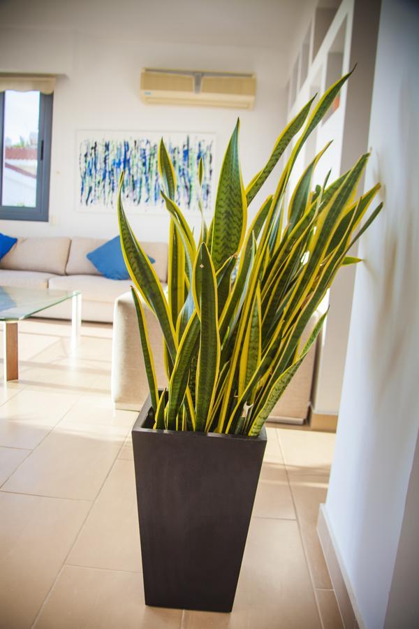 Villa Infinite Blu بافوس المظهر الخارجي الصورة